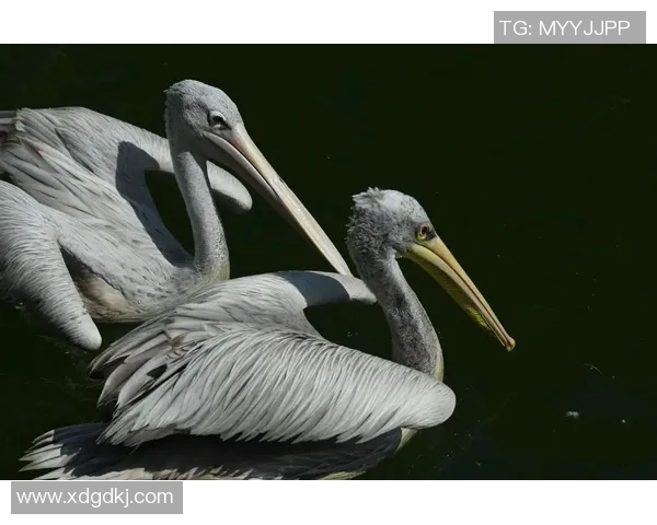 鹈鹕和灰狼开获大胜，南担仍处-落位